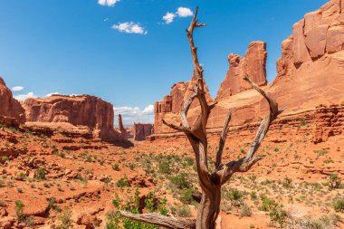 Park Avenue Trailhead in Arches Ulusal Parkı, Moab, Utah, ABD. Adliye Binası denilen Büyük Doğal Kum Taşı Anıtlarının Üzerindeki Kuru Ağaç