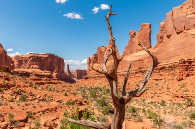 Park Avenue Trailhead in Arches National Park in Moab, Utah, United States. Dry Tree over Massive Natural Sandstone Monuments Called Courthouse Towers clipart