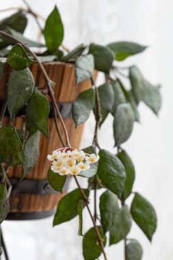 Hoya Krohniana Siyah Yapraklar Çiçek, İnanılmaz Asılı Çiçek Çiçeği