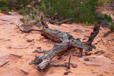 Utah, Arches Ulusal Parkı 'ndaki Devils Garden Patikası boyunca yıpranmış bir ağaç gövdesinin yakın çekimi.