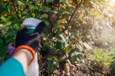 Bitkileri mantarlardan koruyorum. Bahçıvan sonbahar bahçesinde güllere mantar ilacı sıkar. Kara leke ve toz küf hastalıklarının tedavisi için. Yaprakları kapat