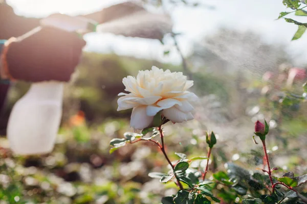 Jardineiro Aplica Fertilizante Rosa Florescente Pulverização Rosa Com Fungicida Jardim — Fotografia de Stock