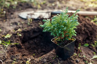 Cypress Bulvarı 'nı toprağa gömmek. Sonbahar bahçesinde nakledilmeye hazır küçük kozalaklı p9 kabı. Kürekle çukur kazmak