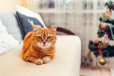 Kızıl kedi Noel ağacının yanındaki kanepede oturup kameraya bakıyor. Evcil hayvan gibi rahat ve rahat. Noel ve yeni yıl kış tatili