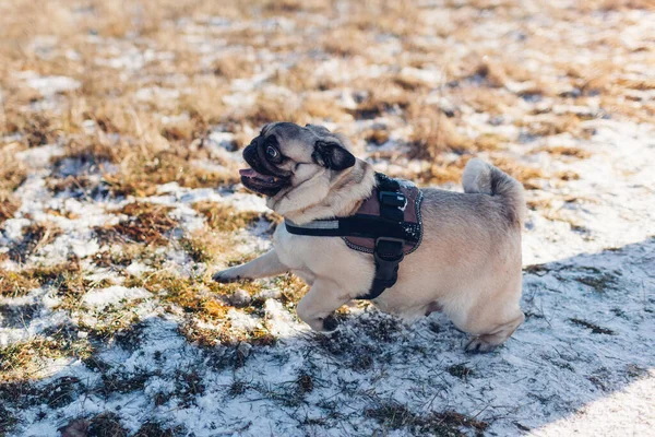 Собака Мопс Бегает Траве Покрытой Снегом Щенок Ходит Зимнем Парке — стоковое фото