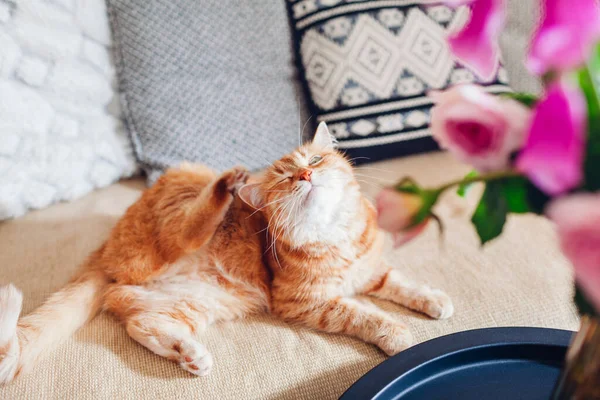 Ginger Cat Scratching Lying Feeling Itchy Couch Bouquet Flowers Pet — Stock Photo, Image
