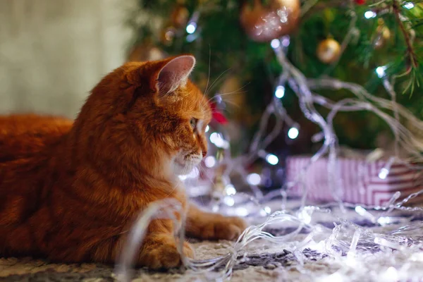 Kızıl Kedi Evde Gümüş Işıklara Bakarak Noel Ağacının Yanında Rahatlıyor — Stok fotoğraf