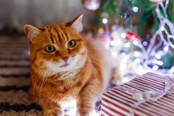 Zázvorová Kočka Odpočívá Vánočního Stromku Hraje Světly Dárkovou Krabicí Doma — Stock fotografie