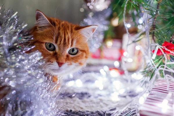 Portrait Ginger Cat Lying Christmas Tree Playing Lights Tinsel Home — Stock Photo, Image