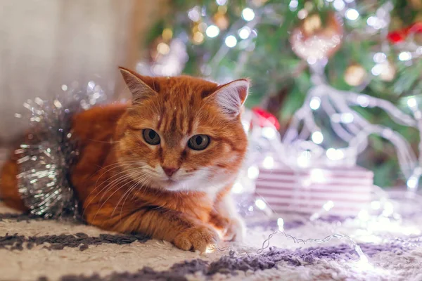Ginger cat covered with tinsel lying by Christmas tree, lights and gift box at home. Pets left alone for holiday. Sad pet left alone for holiday