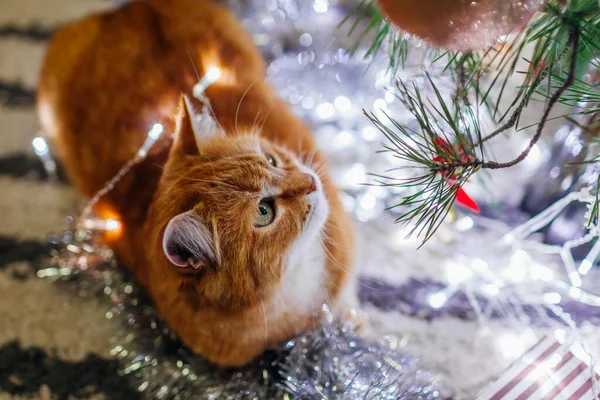 家でライトとチンセルで遊んだ後 クリスマスツリーを見て生姜猫のトップビュー ペットは楽しかった 新年のために一人残された動物 — ストック写真
