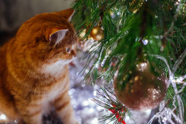 Kızıl Kedi Işıklara Süslere Bakarak Noel Ağacına Hayran Evcil Hayvan — Stok fotoğraf