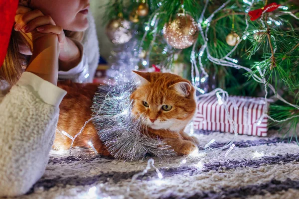 Kediyle Noel Kutlaması Evdeki Yılbaşı Ağacının Süsleri Işıklarıyla Süslenmiş Bir — Stok fotoğraf