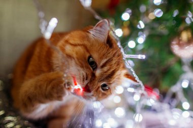 Kızıl kedinin Noel ağacının yanında yatıp evde ışıklarla oynaması. Meraklı hayvan eğleniyor. Yeni yıl kış tatili