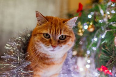 Kızıl kedinin portresi Noel ağacının altında yatıyordu. Evde ışıklar ve süslemelerle oynuyordu. Pet eğleniyor. Yeni yıl partisi havası