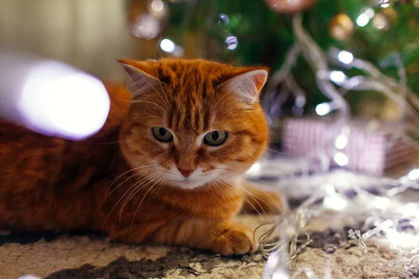 Close Ginger Cat Lying Christmas Tree Playing Lights Home Curious — Stock Photo, Image