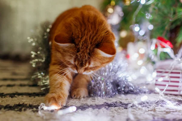 Close Ginger Cat Lying Christmas Tree Playing Lights Home Curious — Stock Photo, Image