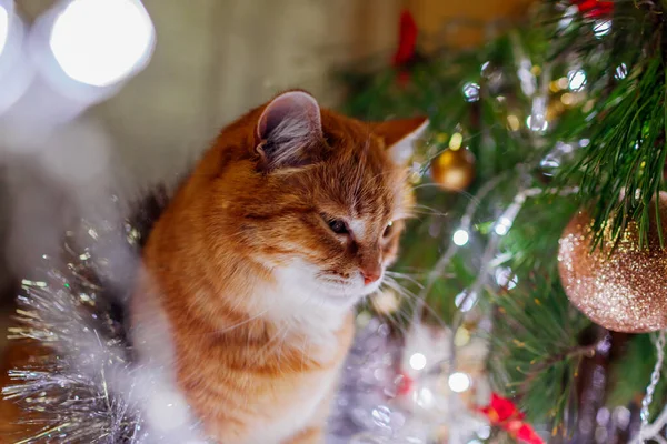 Ginger Kočka Obdivuje Vánoční Stromeček Při Pohledu Světla Ozdoby Domácí — Stock fotografie