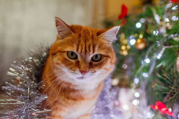 クリスマスツリーの下に横たわる生姜猫の肖像照明や家庭でのチンセルで再生されます ペットは楽しんでいます 新年会の雰囲気 — ストック写真