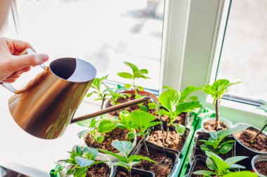 Gardener watering hydrangea cuttings with watering can. Growing bigleaf hydrangeas on window sill. Home gardening