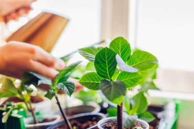 Watering hydrangea cuttings with watering can. Growing bigleaf hydrangeas on window sill. Home gardening. Close up of plant