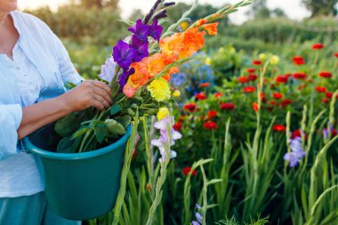 Close up of bucket full of fresh gladiolus and dahlia flowers harvested in summer garden. Senior woman farmer picked blooms grown organically