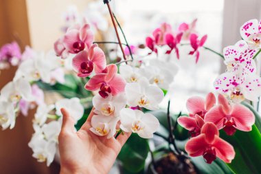 Woman enjoys orchid flowers on window sill. Girl taking care of home plants holding them in hands. White, purple, pink, blooms. Successful growing