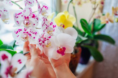 Woman enjoys phalaenopsis orchid flowers on window sill. Girl taking care of home plants holding them in hands. White with purple dots, yellow blooms