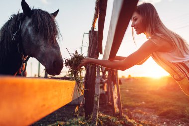 Farmer feeding horses with grass on farm yard at sunset. Happy cattle eating and walking outdoors in village.