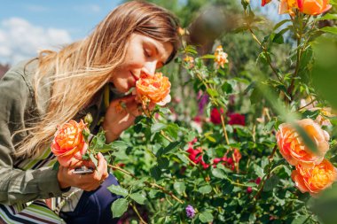 Orange Lady of Shalott rose blooming in summer garden. Gardener smelling blossom of shrub holding pruner. Austin english roses flowers. Outdoor hobby