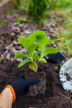 Gardener transplanting bigleaf hydrangeas from containers into soil. Spring seasonal work. Outdoor hobby. Putting healthy plant in hole