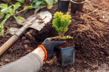 Planting anniek arborvitae into soil. Small evergreen spherical thuja in p9 container ready for transplanting in spring garden. Gardener dug hole with shovel