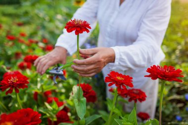 Close up of red zinnia. Farmer picks fresh flowers in summer garden. Gardener cuts blooming stems off with pruner. Growing healthy plants