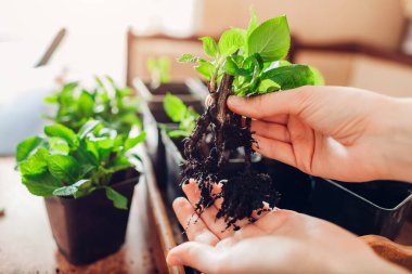 Close up of bigleaf hydrangeas cuttings. Gardener holds young rooted plants. Propagation and transplanting into containers at home