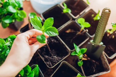 Close up of bigleaf hydrangeas cuttings. Gardener putting young rooted plant in pot with soil. Propagation and transplanting in spring at home