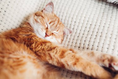 Kızıl kedi beyaz battaniyenin üzerinde dinleniyor. Evcil hayvan evde uyuyor. Sevimli hayvan rahat ve rahat bir uyku çekiyor.