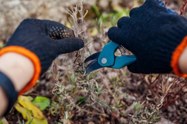 Bahar bahçesinde kıştan sonra kuru lavanta yaprakları budamak için secateur kullanıyorum. Bahçıvan bahçedeki bitkilerle ilgileniyor, çalıları makasla kesiyor.
