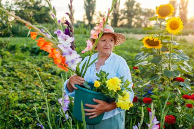 Portrait of senior gardener holding fresh gladiolus and dahlia flowers harvested in summer garden in bucket. Woman picked blooms grown organically