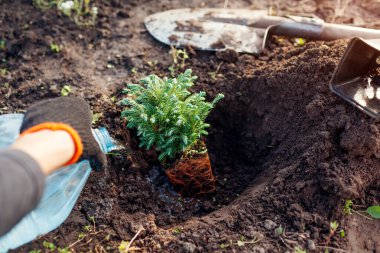 Bahçıvan Cypress Bulvarı 'nı toprağa ekiyor. Bahar bahçesinde nakledildikten sonra kozalaklı bitkiyi sulamak. Kürekle çukur kazmak