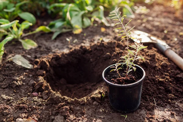 Planting Perovskia Soil Gardener Puts Small Seedling Hole Dug Out — Stock Photo, Image