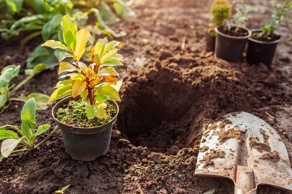Preparation Planting Magnolia Soil Small Tree Container Ready Transplanting Spring — Stock Photo, Image
