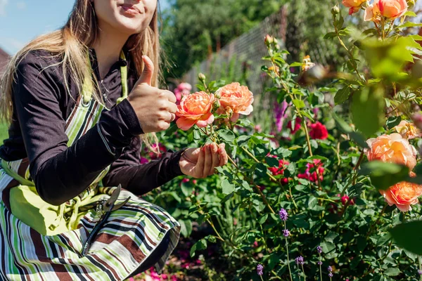 Naranja Señora Shalott Rosa Floreciendo Jardín Verano Jardinero Disfrutando Arbustos — Foto de Stock