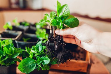 Bigleaf ortanca kesitlerini kapatın. Bahçıvan genç köklü bitkileri tutuyor. Üreme ve evdeki konteynırlara nakil