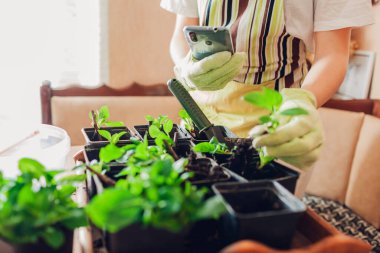 Gardening vlog. Gardener takes video and photo of growing bigleaf hydrangeas at home using smartphone. Conscious living and harmony with nature