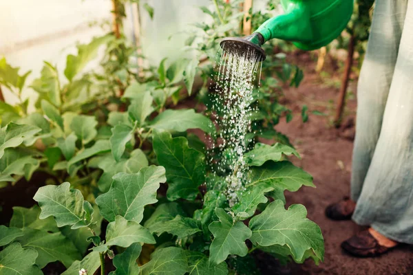Farmer Watering Aubergine Plants Using Watering Can Greenhouse Taking Care — Stok Foto
