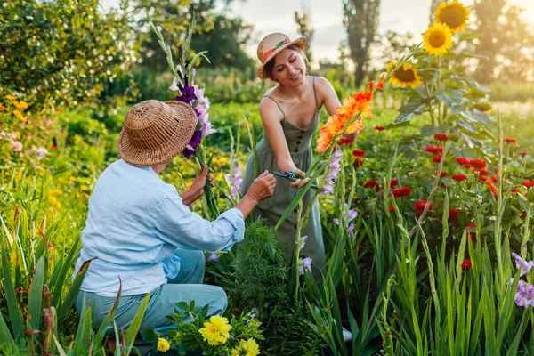 Женщины Цветочные Фермеры Собирают Свежие Гладиолусы Летнем Саду Срезали Цветы — стоковое фото