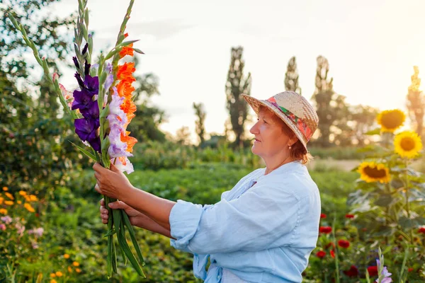Portrait of happy gardener holding bouquet of gladiolus flowers harvested in summer garden at sunset. Senior woman picked blooms grown organically