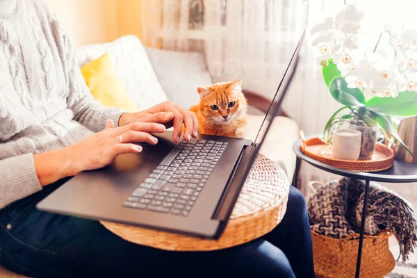 Curious Ginger Cat Touching Screen Laptop While Man Working Online — Stock Photo, Image