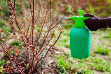 Bitkileri atomlaştırıcı ile mantarlardan korumak. Bahçıvan bahar bahçesinde güllere mantar ilacı sıkar. Hastalıkların önlenmesi. Çalılara bakıyorum.