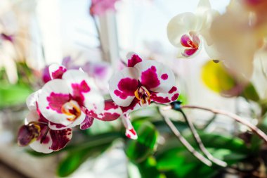 Çiçek açan falaenopsis orkidesi. Mor benekli beyaz çiçekler pencere pervazında çiçek açar. Polka noktasını kapat. Ev bitkileri